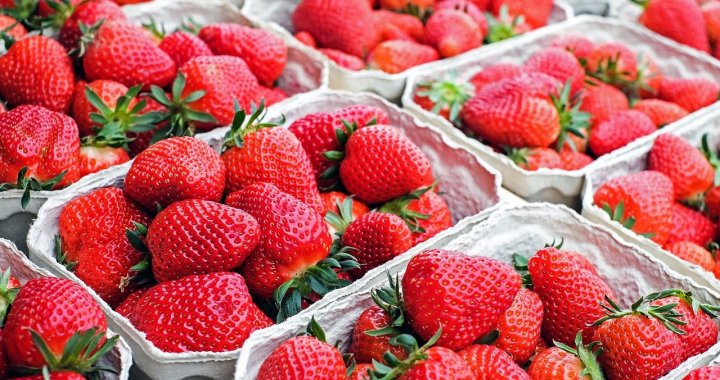 Клубника сезонная домашняя в наличии на складе. Свежая и вкусная. Доставка бесплатно. Без химикатов и добавок. - strawberries-1350482_1280.jpg